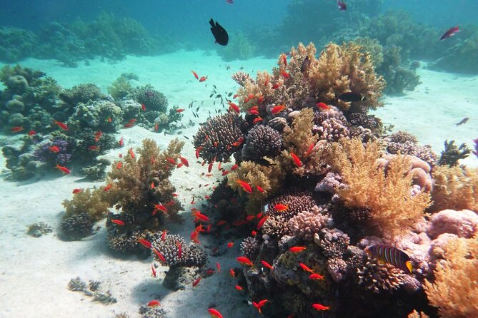Tiran Island Diving Day Trip by Boat From Sharm El-Sheikh
