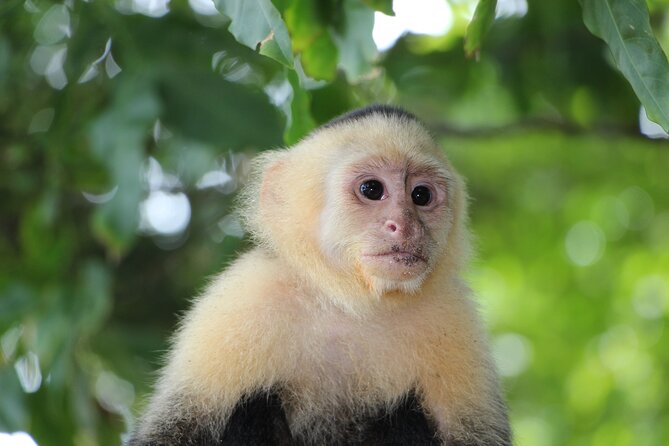 Tortuguero: Canoe Tour + Day Hike + Night Tour or Spawning