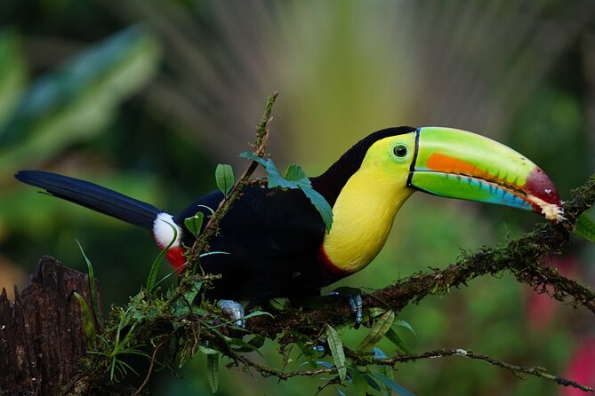 Tortuguero: Kayak + Turtle Spawning or Night Tour - Tour Schedule and Availability