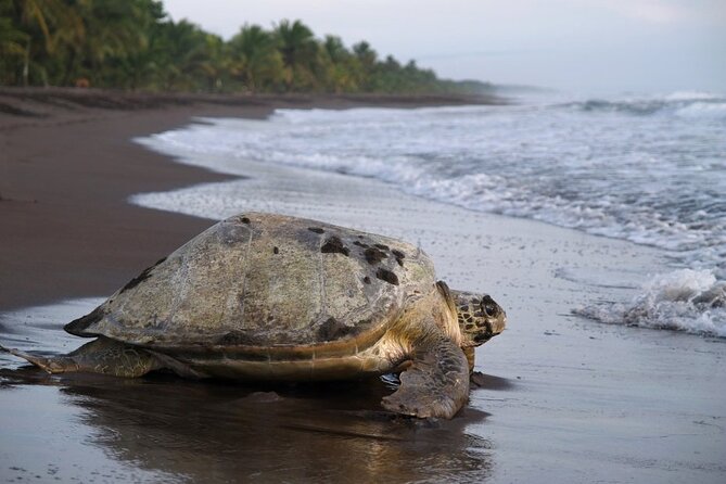 Tortuguero National Park - Admission Ticket - Admission Ticket Inclusions