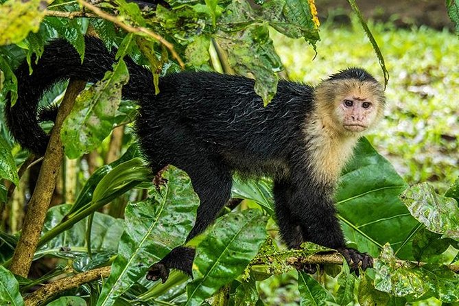 Tortuguero National Park Adventure 3D/2N