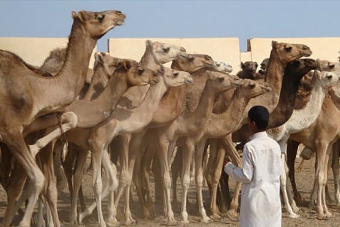 Tour to Camel Market of Birqash in Egypt - Tour Overview