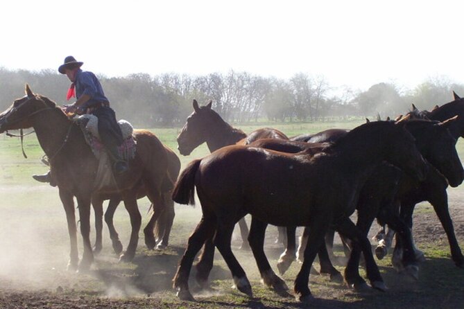 Traditional Gaucho Festival Full Day Tour From Buenos Aires