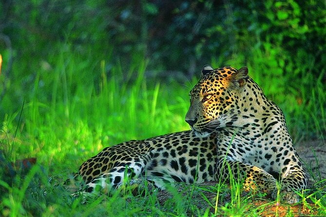 Treking / Bird Watching / Excursion at Sinharaja Rain Forest