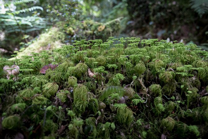 Trekking Alerce Andino National Park in Puerto Varas - Inclusions of the Tour