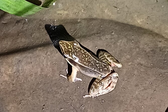 Tukas Night Walks Monteverde - Start Time and Additional Info