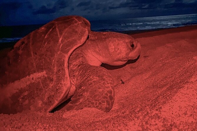 Turtle Spawning Sighting Tour - Location Details