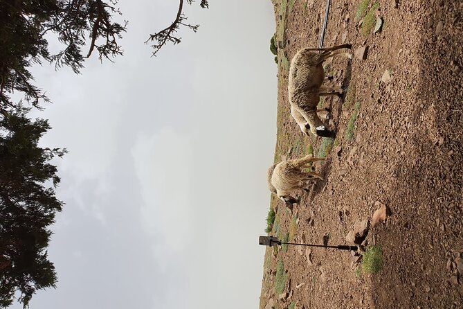 Two Days Valley Trek in the Atlas Mountains - Tour Inclusions