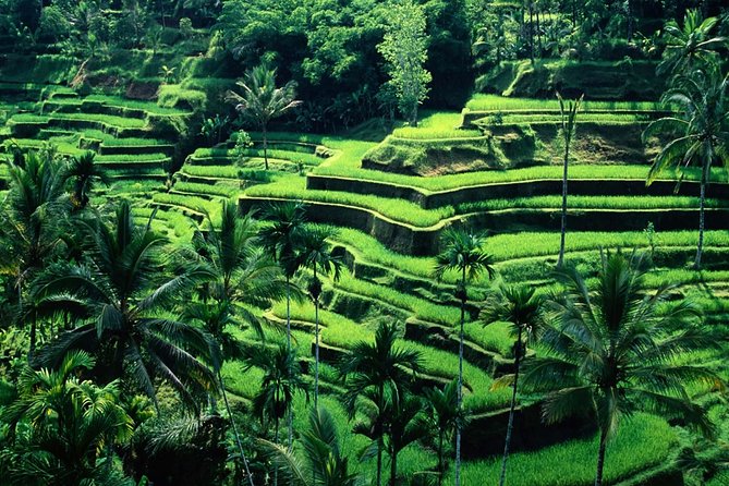 Ubud - Best Central One Day Tour - Meeting and Pickup Details
