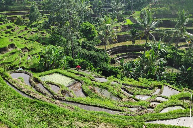 Ubud Highlights Private Day Tour - Pickup Information
