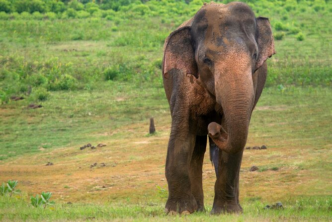 Udawalawe National Park | Private Safari Tour - Safari Experience Details
