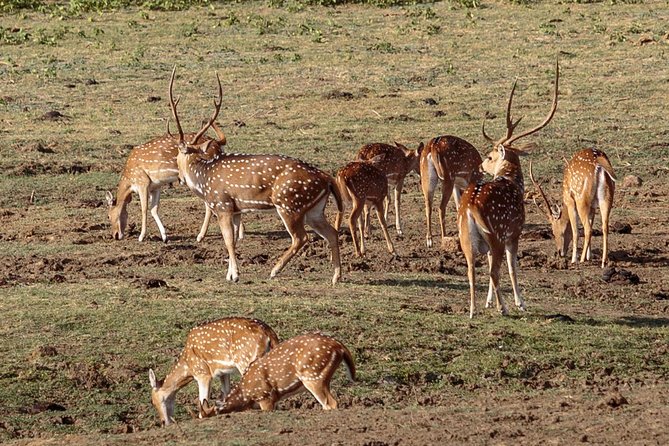 Udawalawe National Park Safari From Kalutara - Pickup Information