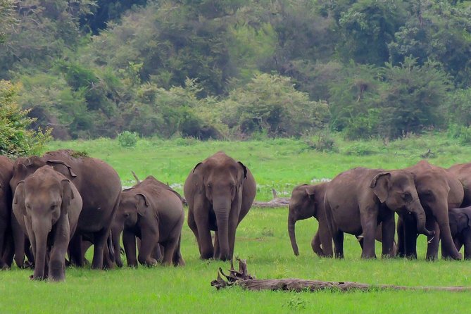 Udawalawe National Park Safari From Mount Lavinia - Pickup Details
