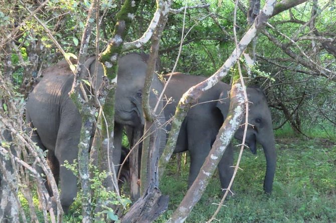 Udawalawe National Park Safari Trip From Galle/Mirissa/Ella - Inclusions and Amenities Provided