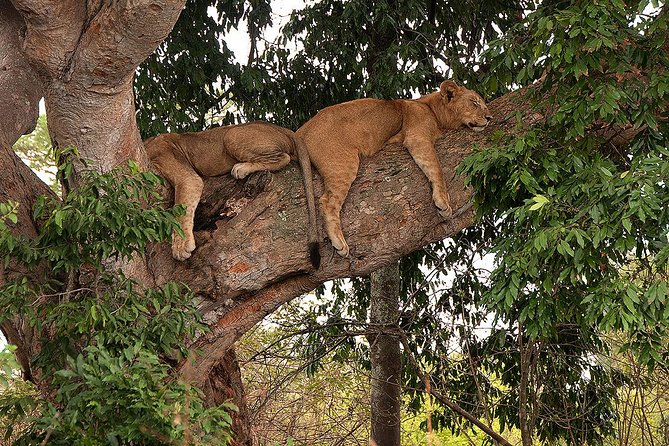 Uganda the Pearl of Africa Complete Wildlife 20 Day Safari - Itinerary Overview