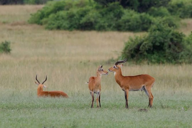 Ultimate Uganda Luxury Safari - 14 Days - Gorilla Tracking Experience