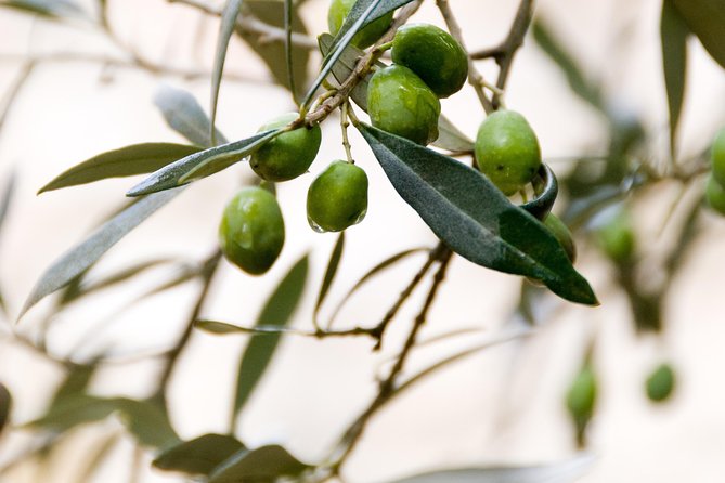 Umbria Food & Wine- 8 Nights Private Tour - Inclusions