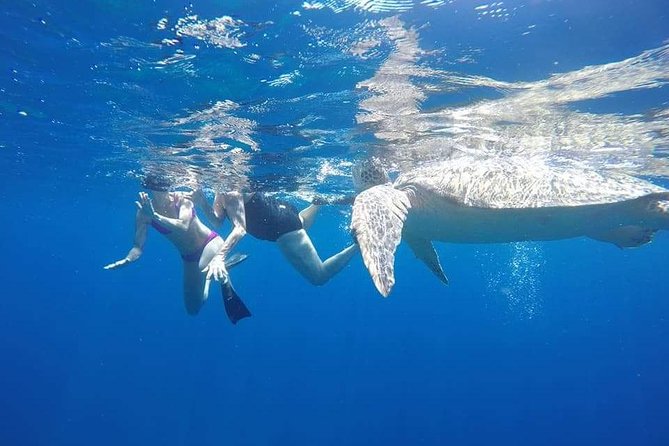 Underwater Wonders Of North Gili - Coral Reefs Exploration
