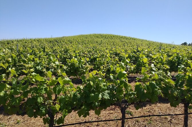 Unveiling Wine Secrets: Exclusive Tour With the Winemaker - Meeting Point Information