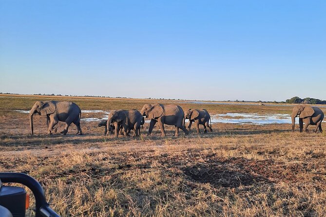Victoria Falls to Chobe National Park, One Day Wildlife Adventure - Tour Overview