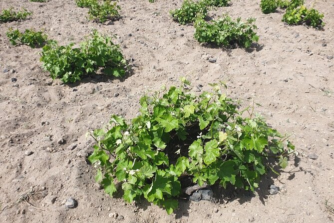 Vineyard Stories & Wine Tasting in Santorini - Experience Highlights