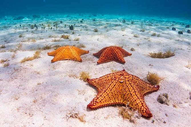 VIP Private Yacht Snorkeling, Shipwreck, Starfish, Transfer Included - Transportation Details