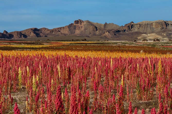 Virtual Tour Salar De Uyuni - Bolivia (Online Exhibition via Zoom) - How the Virtual Tour Works