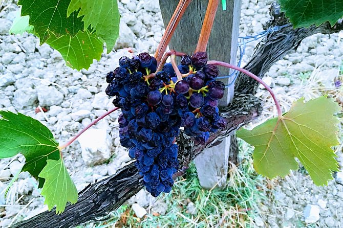 Visit of Siena & Chianti Wine Tour for Small Groups With Lunch and Tasting - Sightseeing in Siena