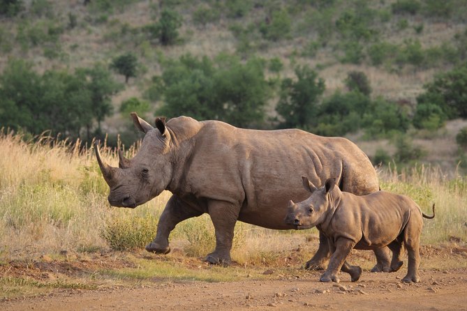 Visit Rhinos at Ziwa Rhino Sanctuary From Masindi - Location and Meeting Point