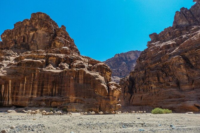 Wadi Al Disah Full Day Tour With Hotel Pickup - Tour Description