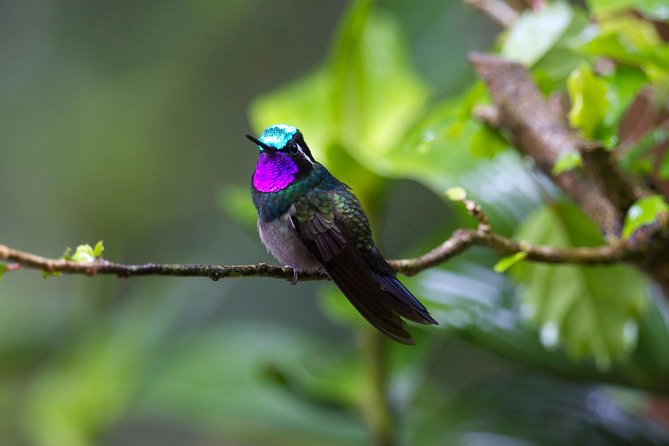 Walk in Monteverde Cloud Forest Plus Horseback Riding - Tour Highlights