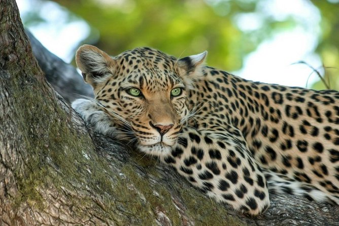 Wasgamuwa National Park Safari From Dambulla