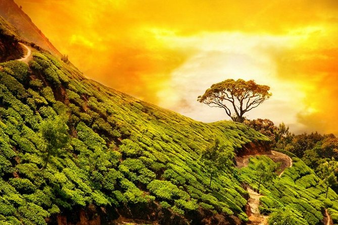 Wayanad Wildlife Heaven From Bangalore