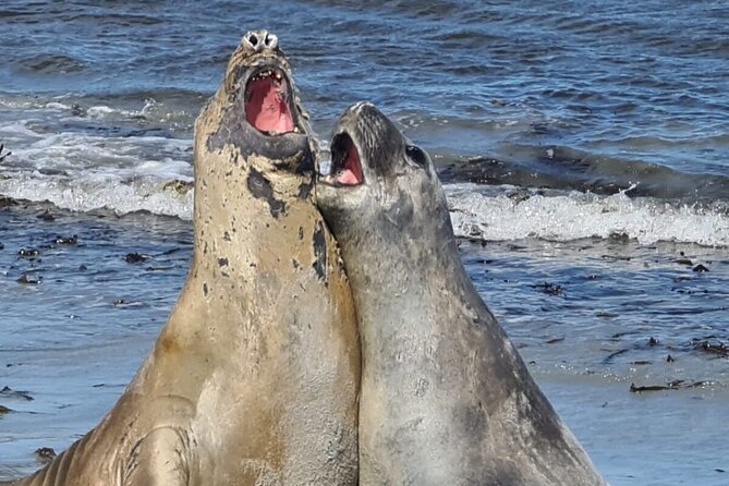 Whale Point to See Penguins and Elephant Seals - Pickup Information