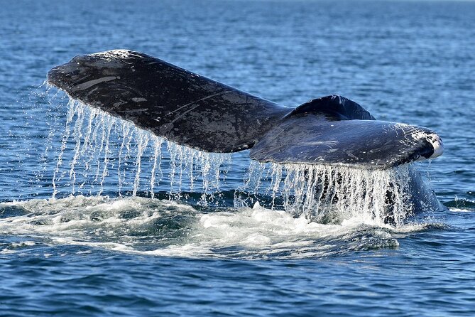 Whale Watching From Hikkaduwa With Pickup & Drop - Additional Information and Accessibility
