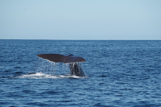 Whale Watching in Mirissa by Catamaran Cruise - Inclusions