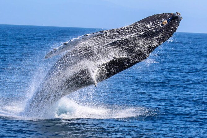 Whale Watching Shared Boat Tour From Bentota - Limited Group Size for Personalized Attention