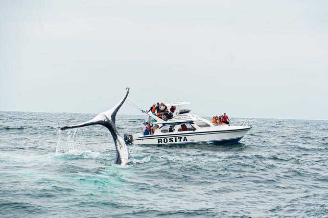 Whale Watching Tour and Visit to Isla De La Plata - Inclusions and Special Offer