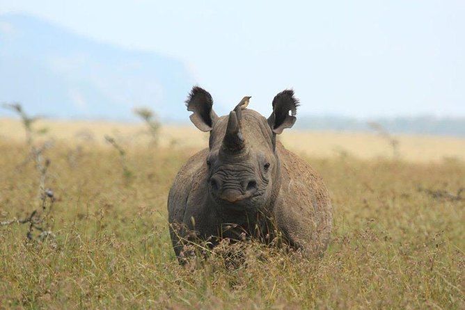 Wildlife Adventures of Central Kenya