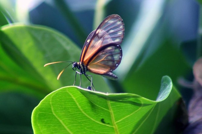 Wildlife Encounter Mindo Tour From Quito - Pricing Details