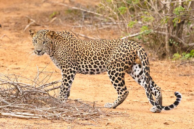 Wildlife of Sri Lanka (10 Days) - Accommodations