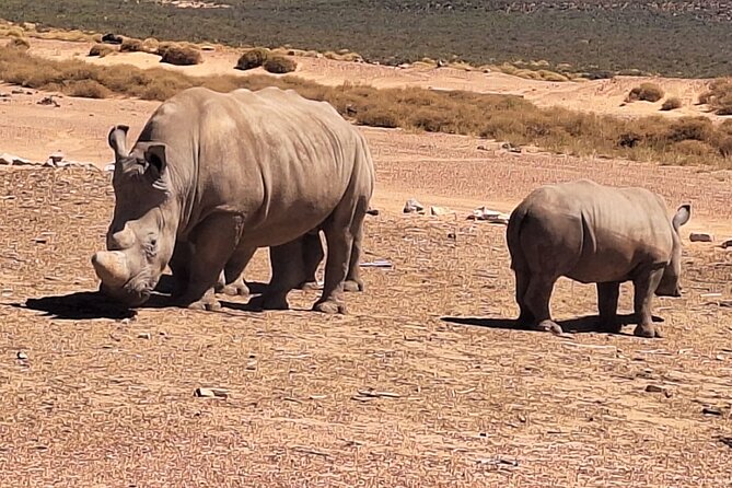 Wildlife Safari in Aquila Game Reserve, Cape Town - Pickup and Meeting Points