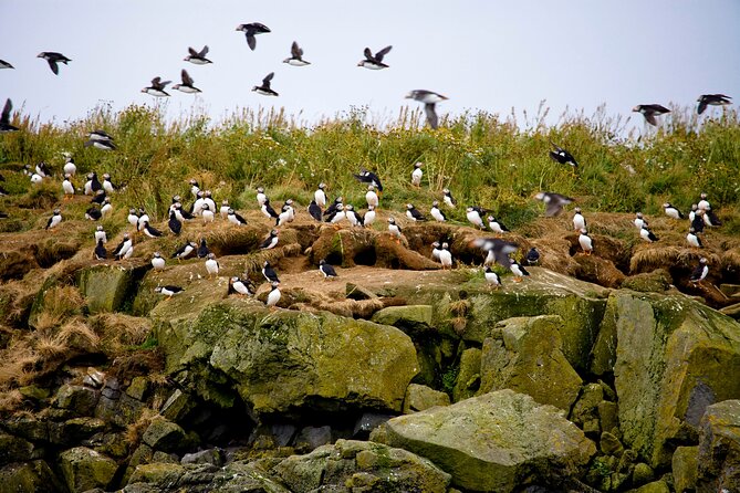 Wildlife Whale Watching and Puffin Tour in Reykjavik - End Point Information