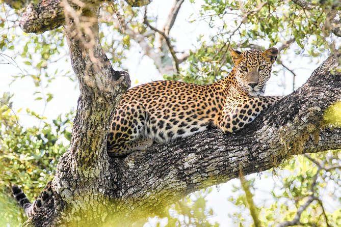 Wilpattu National Park Private Safari - Meeting and Pickup Details