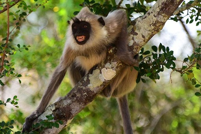 Wilpattu National Park Ticket With Jeep Safari & Transfers - Inclusions and Exclusions