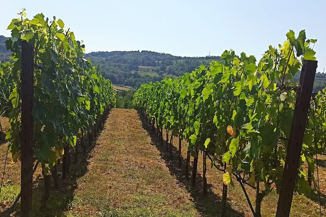 Wine and Cheese Tour in Chianti: a Gourmet Experience - Exclusions