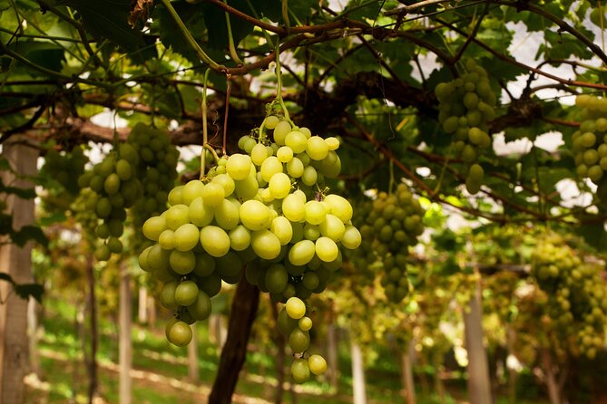 Wine Taste Tour With Maria Fumaça Train Ride - Itinerary and Start Time