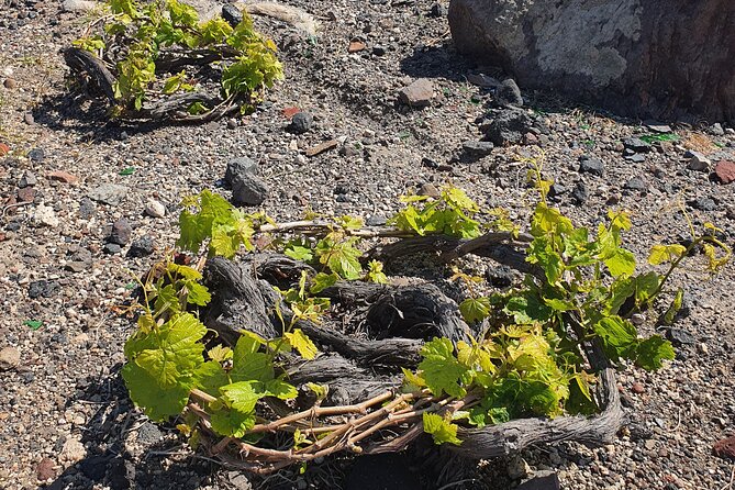 Wine Tasting and Food Pairing With Caldera Views - Activities Offered