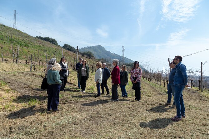 Wine Tasting in Campi Flegrei From Naples - Location Details