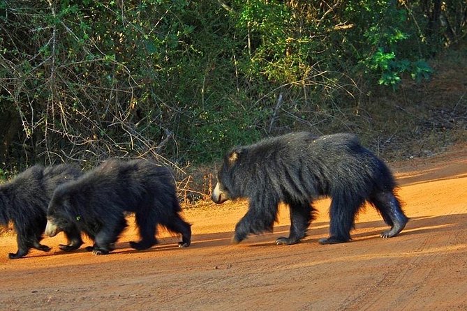 Yala Full Day Private Tour and Safari From Colombo or Negombo